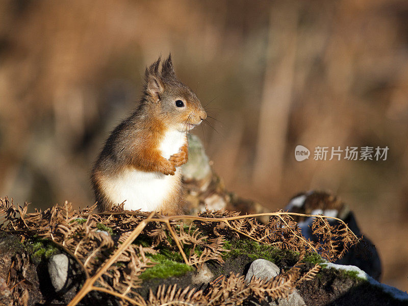 红松鼠(Sciurus vulgaris)，英国